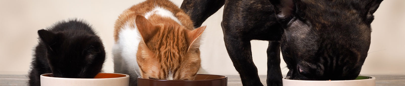 Juntos doámos mais de 300kg de bens para os animais
