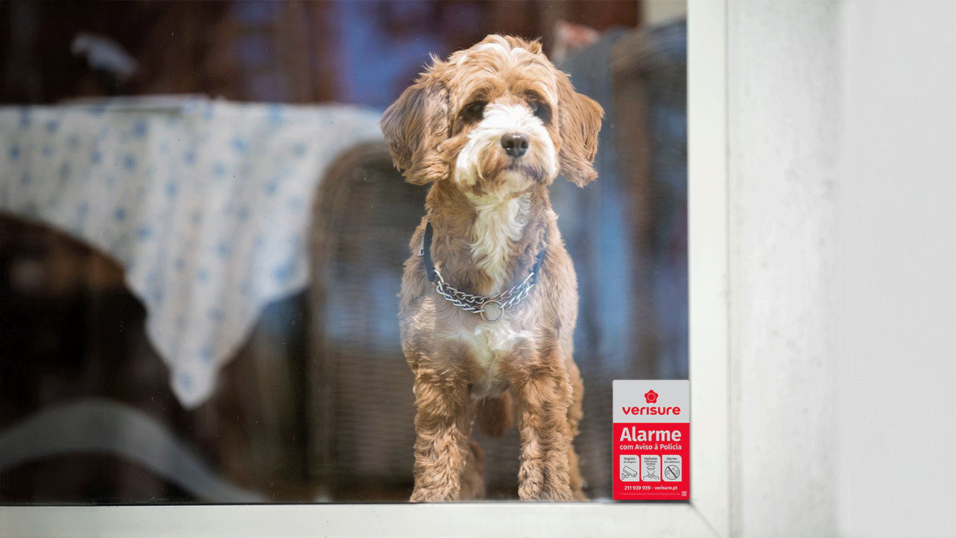 Cão numa casa protegida pela securitas direct